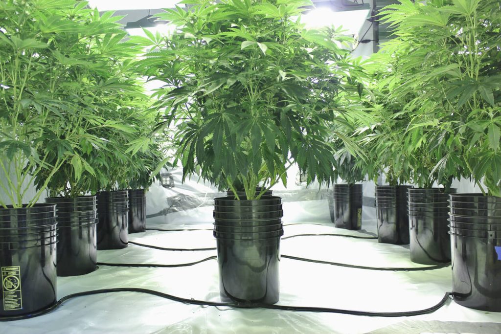 Best Hydroponic Nutrients for Cannabis: 9 Top-Rated Options for Bigger Yields and Cleaner Growth