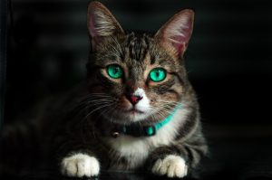 How to understand what food your cat really needs