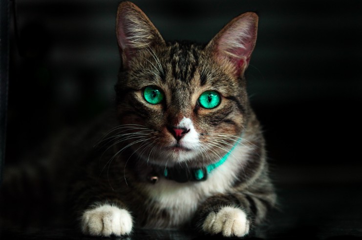 How to understand what food your cat really needs
